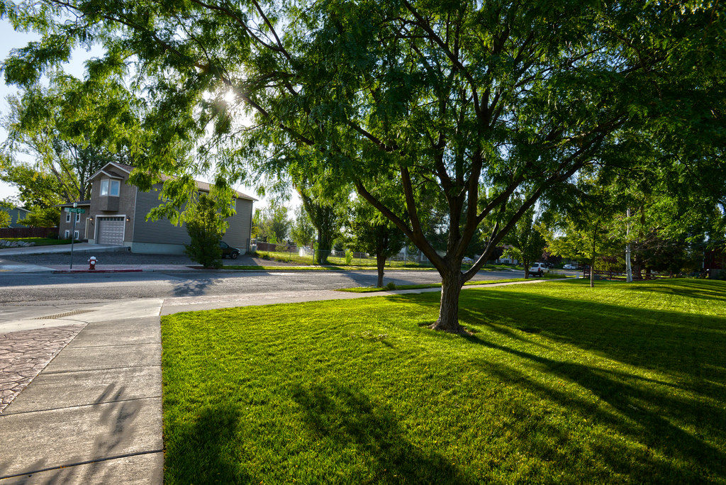 trees and how they affect foundations