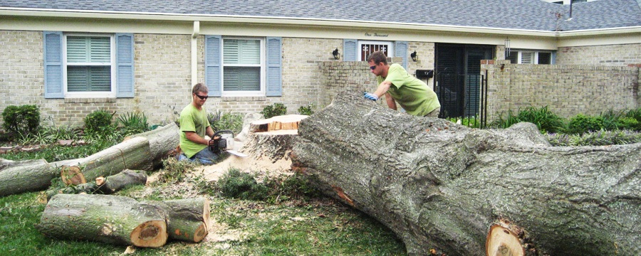 Tree removal options