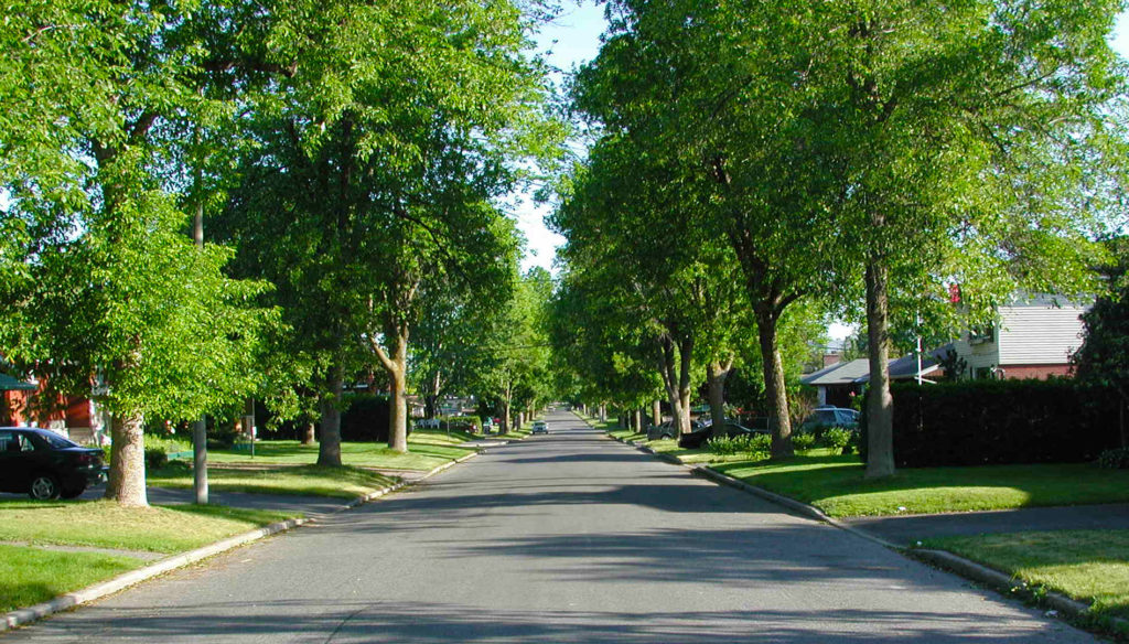 Trees and Foundation Maintenance